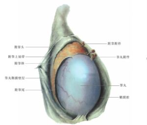 睾丸小的人更容易早泄？